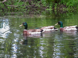 6-9-18 Far South Great Swamp