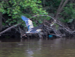 8-12-18 Wallkill River from Middletown