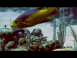 Spanish Hogfish trying to eat a Brittle Starfish