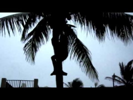 Brian Climbs a Coconut Tree