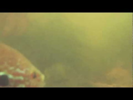 Pleasure Lake Sunfish 5-28-12