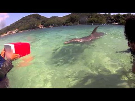 Roatan - Dolphin Encounter Friday 2-1-13