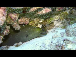 Cancun 2013 - Green Moray Eel eats a Lionfish