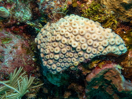 Star Coral IMG 1491