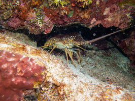 Spiny Lobster IMG 1504