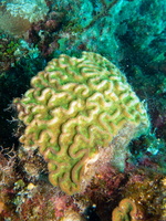 Ridged Cactus Coral IMG 1505