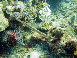 Trumpetfish IMG 1682