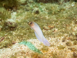 Yellowhead Jawfish IMG 1738