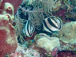 Banded Butterflyfish IMG 1603
