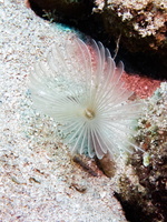 Split Crown Feather Duster IMG 1608