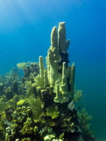 Pillar Coral IMG 1766