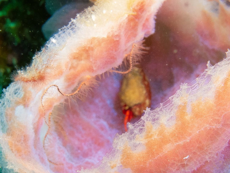 Brittlestar and Hermit Crab in Vase Sponge IMG_1771.jpg