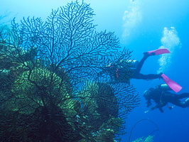 Divers with Gorgonian Coral IMG 1775