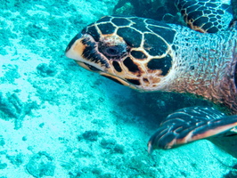 Hawksbill Sea Turtle IMG 1786