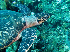 Hawksbill Sea Turtle IMG 1788