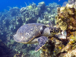 Hawksbill Sea Turtle IMG 1798