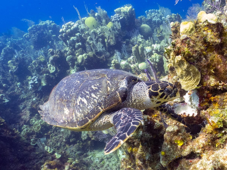 Hawksbill Sea Turtle IMG_1798.jpg