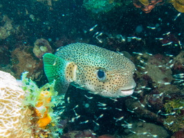 Porcupinefish IMG 1804