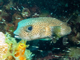 Porcupinefish IMG 1805
