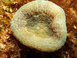 Artichoke Coral IMG 1831