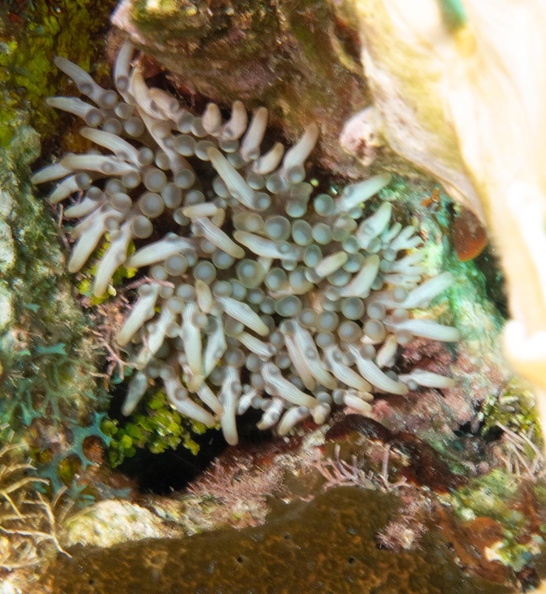 Branched Anemone IMG_1841.jpg