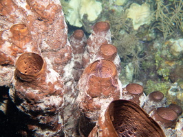 Brittlestar on Tube Sponge IMG 1845