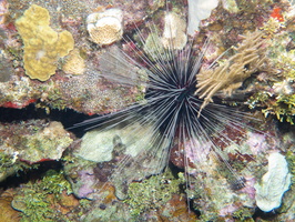 Spiny Urchin IMG 1849