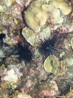2 Spiny Urchins IMG 1851