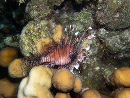 Mike s Lionfish IMG 1858