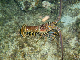 Spiny Lobster IMG 1860