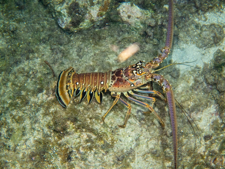 Spiny Lobster IMG_1860.jpg