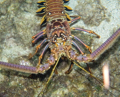 Spiny Lobst3r IMG 1861