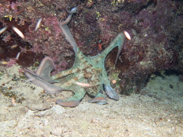 Common Octopus IMG 1866