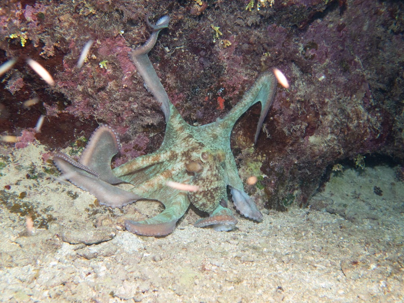 Common Octopus IMG_1866.jpg