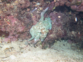 Common Octopus IMG 1867