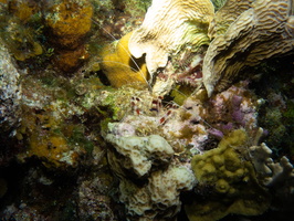 Banded Coral Shrimp IMG 1872