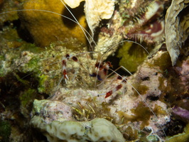 Banded Coral Shrimp IMG 1873