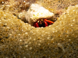 Hermit Crab IMG 1877