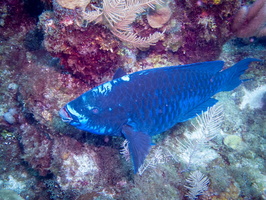Midnight Parrotfish IMG 1893