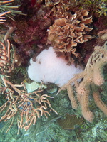 Bleached Coral IMG 1920