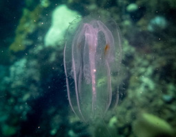 Jellyfish 2IMG 1921