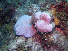 Bleached Coral IMG 1923