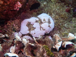 Bleached Coral IMG 1924