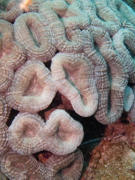Spiny Flower Coral IMG_1925.jpg