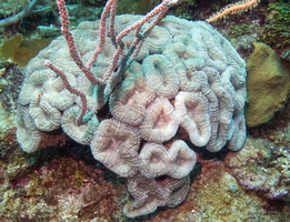 Spiny Flower Coral IMG 1927
