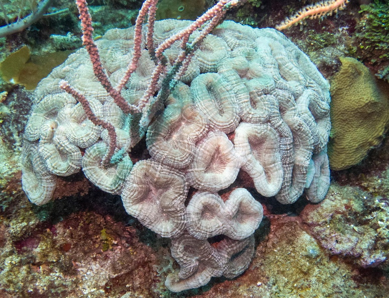 Spiny Flower Coral IMG_1927.jpg