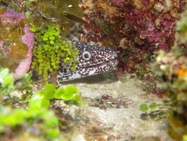 Spotted Moray Eel IMG 1581