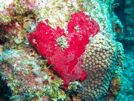 Heart Shaped Encrusing Sponge IMG 1590