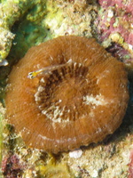Artichoke Coral 2IMG 1597