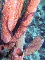 Brittlestars on Tube Sponge IMG 1624